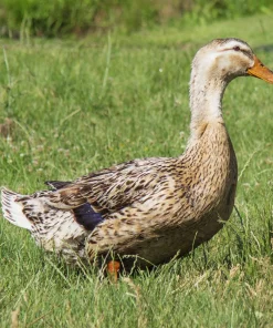Appleyard Duck
